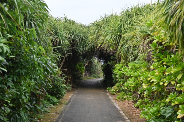 久高島：ロマンスロードのトンネル