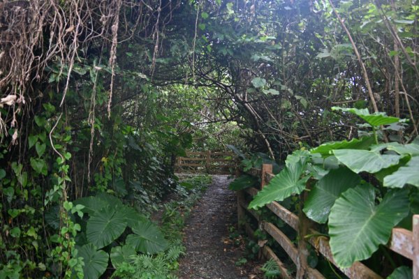 垣花樋川：途中の道