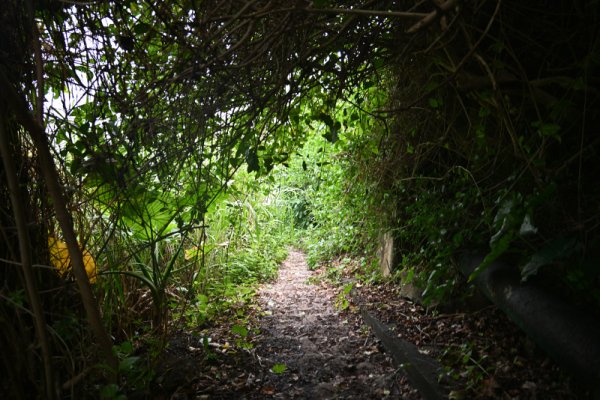 ギーザバンタの滝：海岸線への道