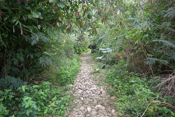 荒崎：海岸線への道
