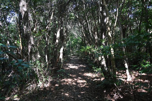 ニブチの森散策路(5)