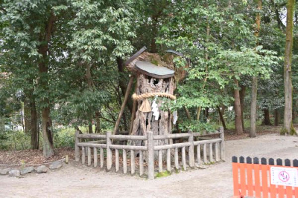 下賀茂神社：糺の森の巨木