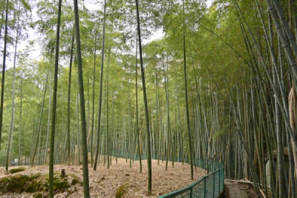 伏見稲荷：奥社の後ろの竹林