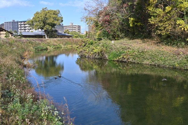 湯築城跡(10)：お堀