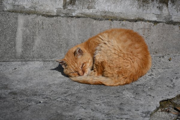 伊佐爾波神社(2)：ネコちゃん