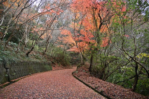 湧ヶ淵公園(1)