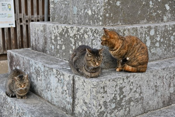 石手寺(7)：ネコちゃん