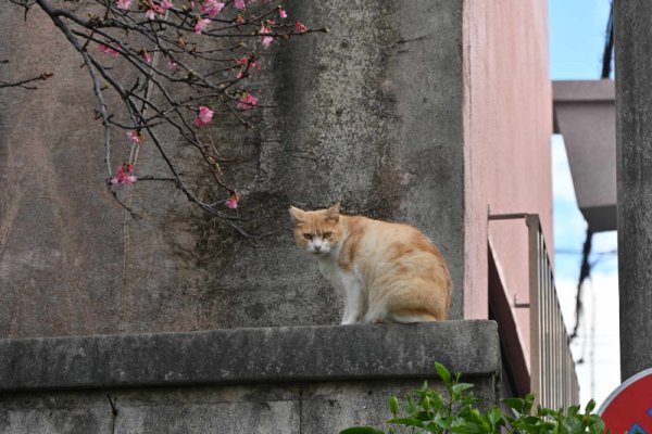 漲水御嶽(3)：ネコちゃん