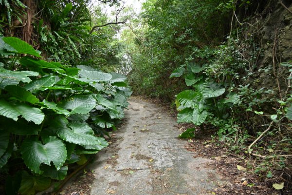 来間島東森林公園(3)