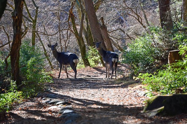 えびの高原湖めぐり(8)