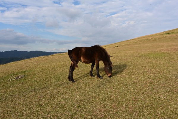 都井岬(8)