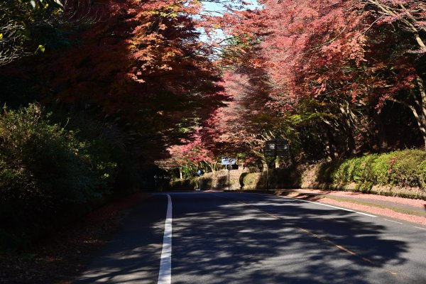 霧島神宮近くの紅葉