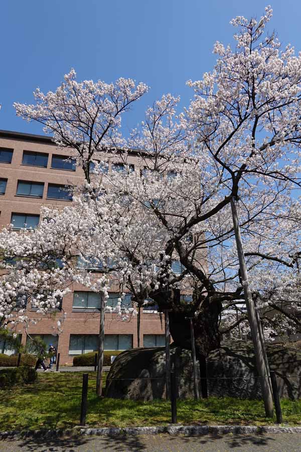 石割桜(3)