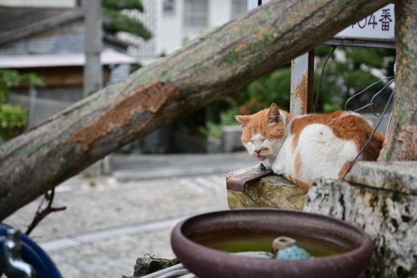 壺屋やちむん通り(5)