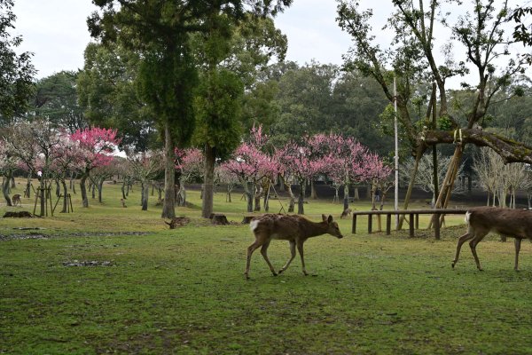 奈良公園(1)