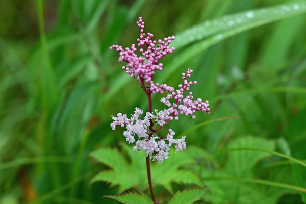 北方原生花園(3)