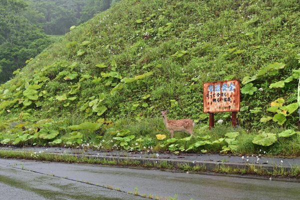 リアルな交通安全(1)