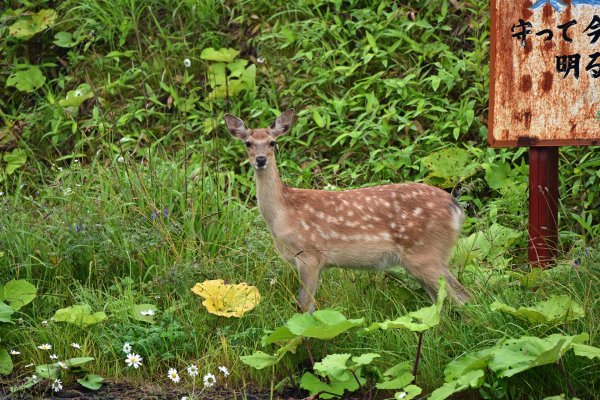 リアルな交通安全(2)