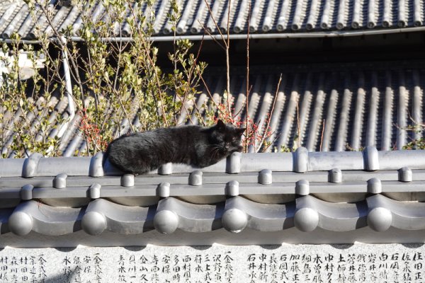 尾道の街ネコ