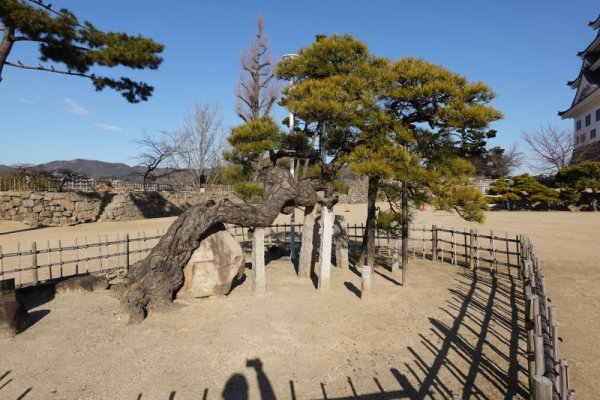 八方よしの松