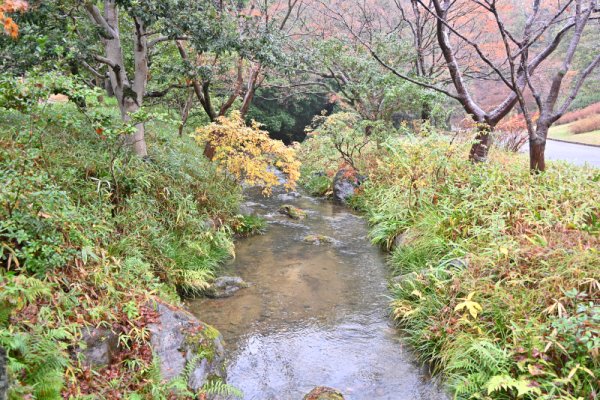 万博記念公園：日本庭園(4)