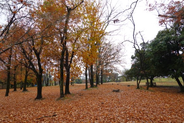 万博記念公園