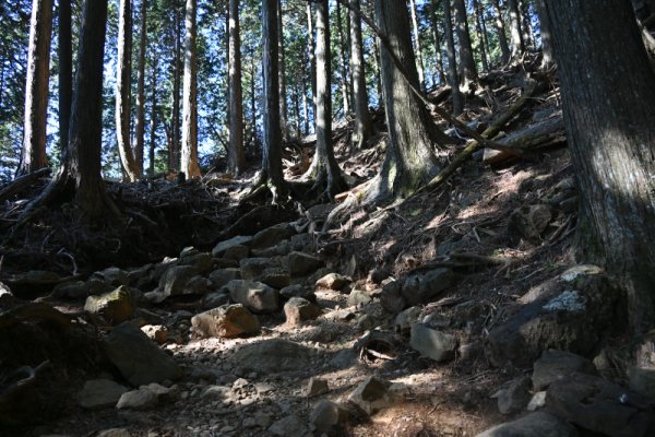 木々の間の岩の道