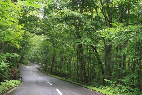 蔦温泉への山道