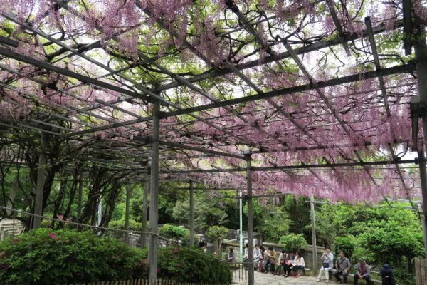 阿智神社：阿智の藤