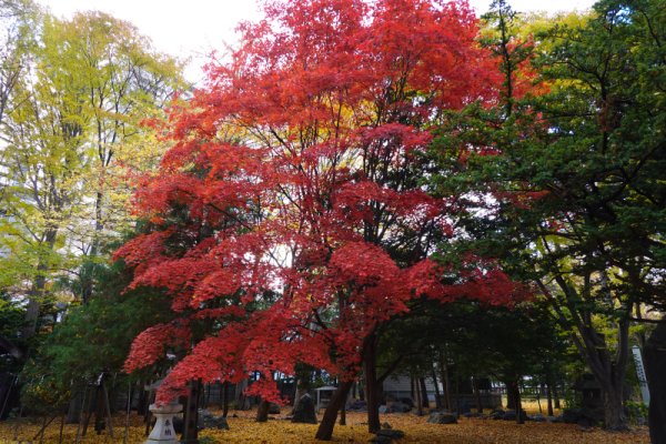 琴似神社(6)