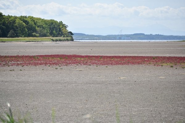 能取湖入口の湿地帯