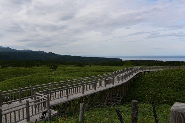 知床五湖の木道(3)