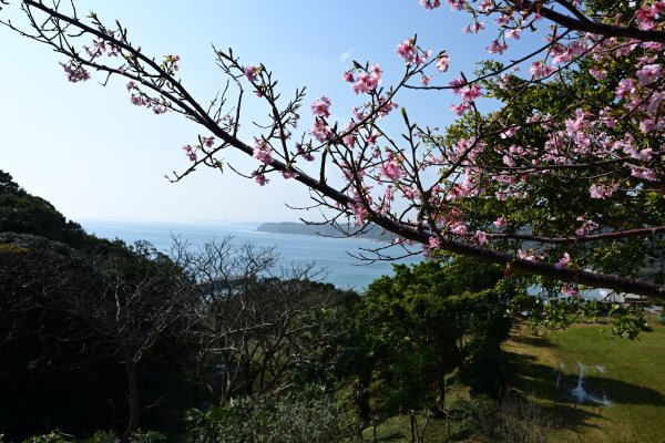 戸畑近くの桜(1)