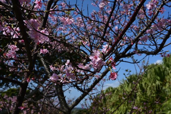 戸畑近くの桜(2)