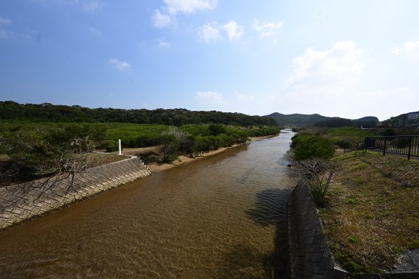 阿獄川のマングローブ林(2)