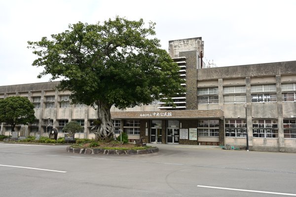 トンミー市場の駐車場からの大木