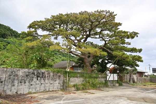 西郷腰掛けの松(2)