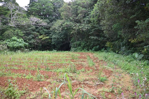 ヨヲキ洞窟遺跡(1)