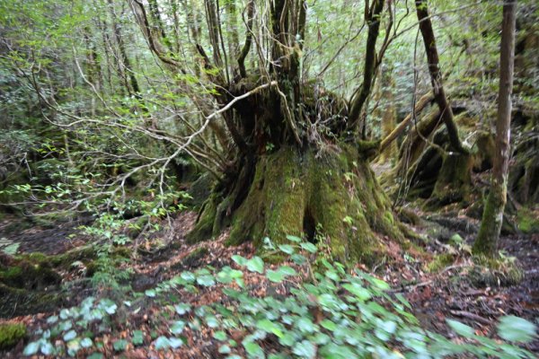 安房森林軌道：切り株から育つ杉