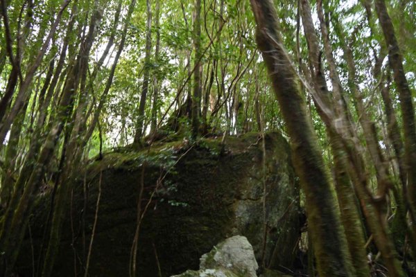 安房森林軌道：大きな岩から育つ