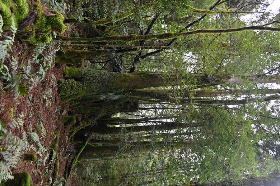 安房森林軌道：切り株と杉の木