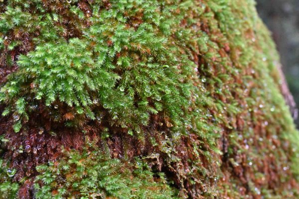 安房森林軌道：肌触りの良い苔