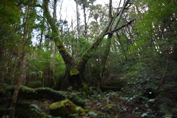 安房森林軌道：枝分かれした木