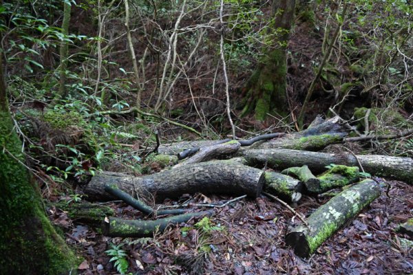 安房森林軌道：放置された樹木