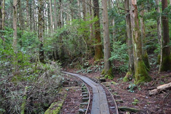 安房森林軌道：軌道は緩くカーブ