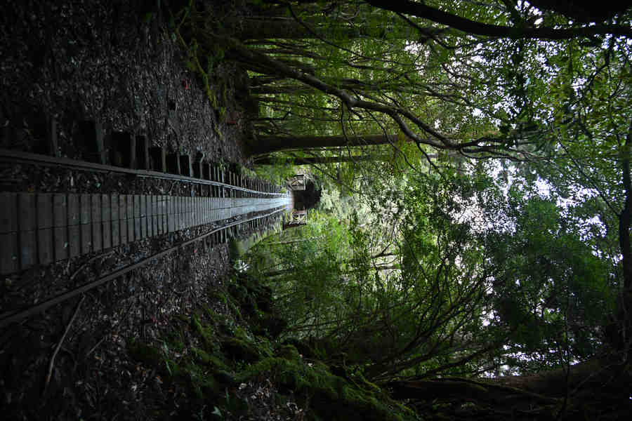 安房森林軌道：まっすぐな軌道