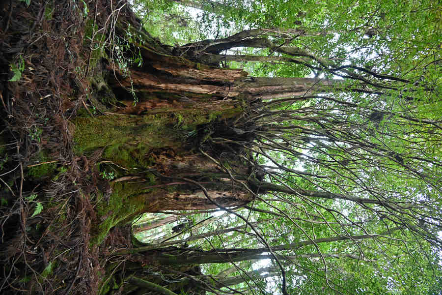 安房森林軌道：屋久杉の切り株