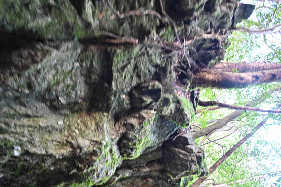 安房森林軌道：岩から生える木