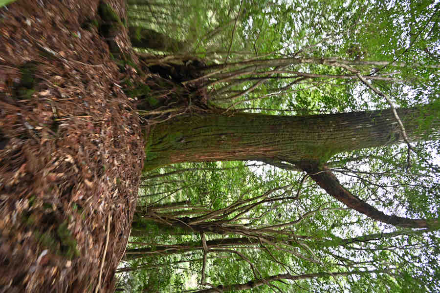 安房森林軌道：杉の木