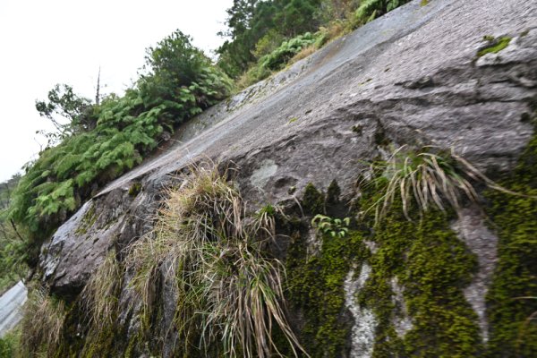 安房森林軌道：大岩の横